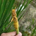 Typha orientalis Blodyn