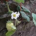 Fragaria × ananassa Vaisius