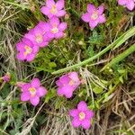 Centaurium portense Fula