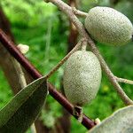 Elaeagnus commutata ഫലം