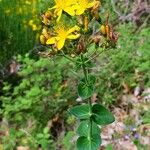 Hypericum vesiculosumFleur