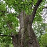 Quercus conferta ശീലം