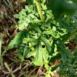 Jacobaea paludosa Leaf