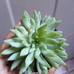 Dudleya edulis Yaprak