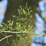 Euonymus maackii Fuelha