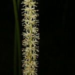 Schoenocaulon officinale Flor