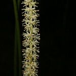 Schoenocaulon officinale Flower