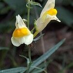 Linaria vulgarisBlomst