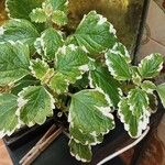 Plectranthus forsteri Blad