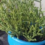 Crassula muscosaبرگ