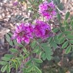 Indigofera australisᱵᱟᱦᱟ