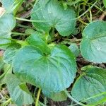 Viola × melissifolia Leaf