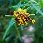 Coreopsis verticillata Фрукт