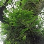 Polypodium cambricum Лист