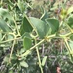 Gymnosporia buxifolia Bark