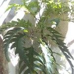 Cussonia paniculata ഇല