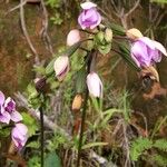 Spathoglottis unguiculata Flower
