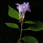 Strobilanthes capitata