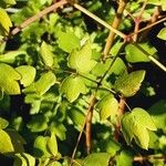 Thalictrum delavayi Ліст