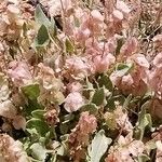 Rumex vesicarius Fruit