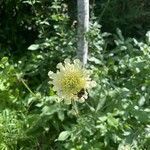 Cephalaria gigantea Blad