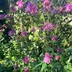 Aquilegia nigricans Flor