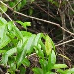 Condylocarpon myrtifolium Leaf