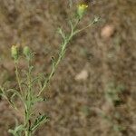 Pulicaria sicula Hábito
