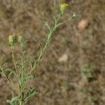 Pulicaria sicula Habit