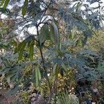 Leucaena leucocephala Плод