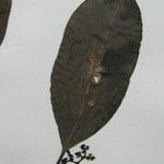 Neea floribunda Other