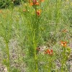 Adonis flammea Habit