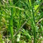 Poa trivialis 果實