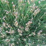 Juncus gerardi موطن