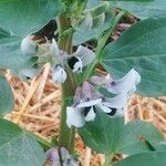 Vicia faba Blüte