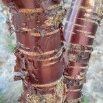 Prunus serrula Corteza