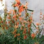 Leonotis leonurus Flower