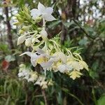 Calanthe sylvaticaKvet