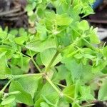 Euphorbia peplus Лист