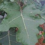 Solanum stramoniifolium Lehti