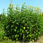 Silphium perfoliatum Yeri