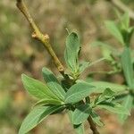 Salix caesia Leaf