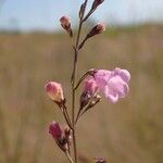 Micrargeria filiformis Blüte