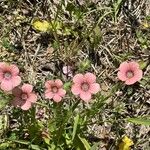 Linum pubescens Flor