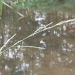 Glyceria fluitans Flor