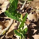 Aristolochia rotunda Yeri