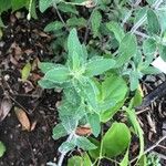 Ruellia humilis Leaf