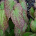 Epimedium alpinumLeaf