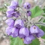 Solanum fiebrigii Цвят