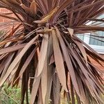 Cordyline australis Folha